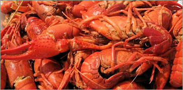 Mudbugs at Coosh's Bayou Rouge